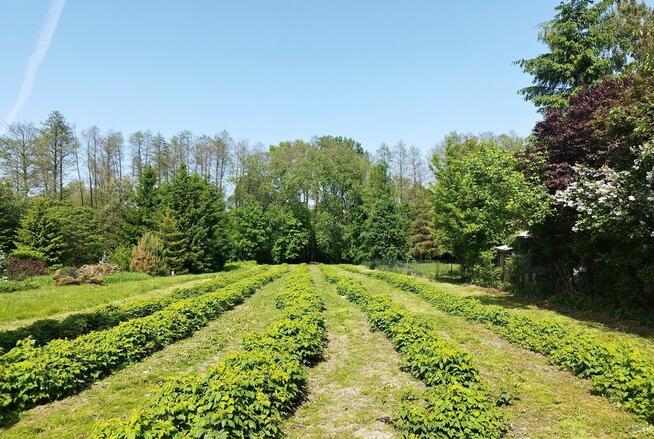 Dom z dużą działką - doskonały dojazd do Lublina