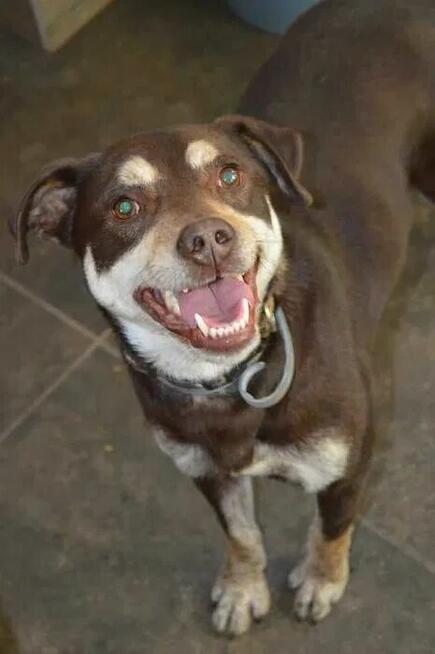 Pimpek potrzebuje cierpliwego i troskliwego opiekuna