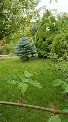 Ogródek działkowy ROD Tarnów Góra Marcina