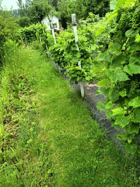 Ogródek działkowy ROD Tarnów Góra Marcina