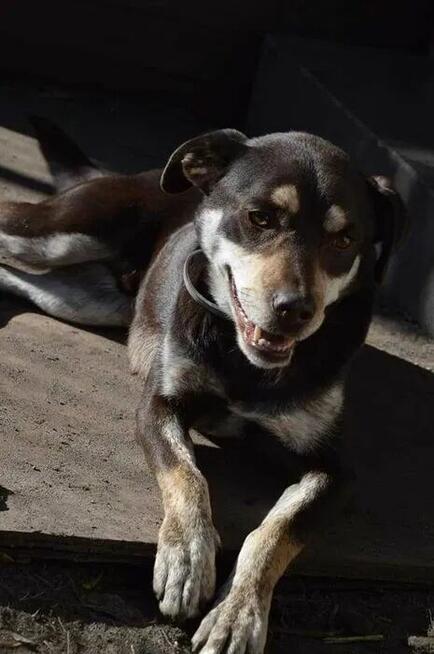 Pimpek potrzebuje cierpliwego i troskliwego opiekuna