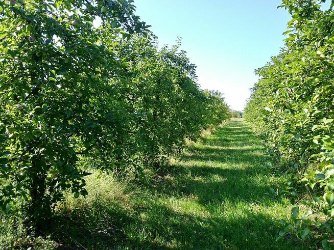 Fartuchy robocze Producent Rates.pl Zaopatrzenie Łomianek