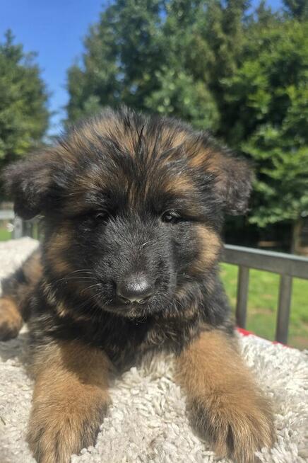 Owczarek niemiecki dlugowlosy