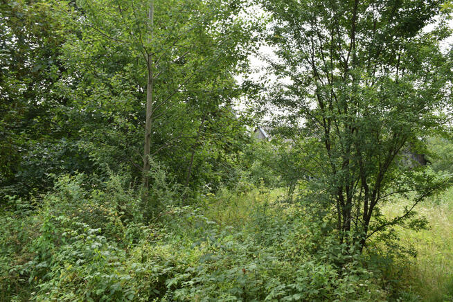 Działka 21a pod rekreację- Wesoła