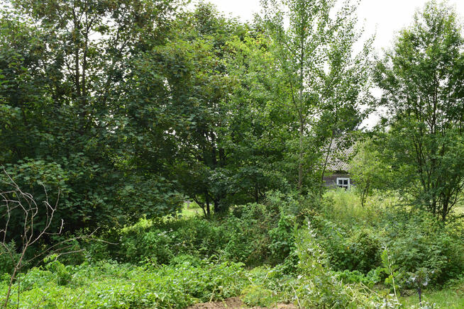 Działka 21a pod rekreację- Wesoła