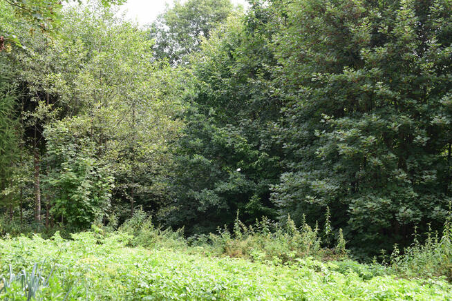 Działka 21a pod rekreację- Wesoła