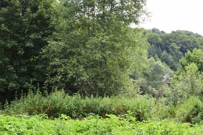 Działka 21a pod rekreację- Wesoła