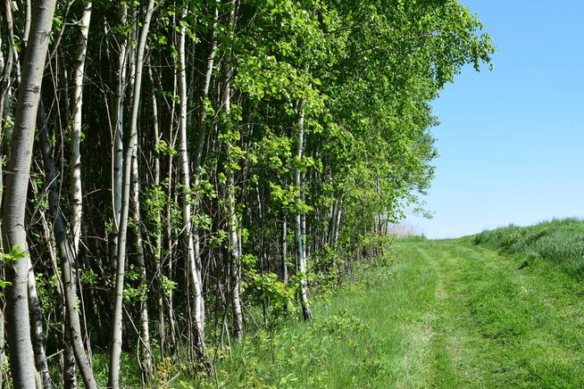Działki rolne 86a i 112a- Brzeziny