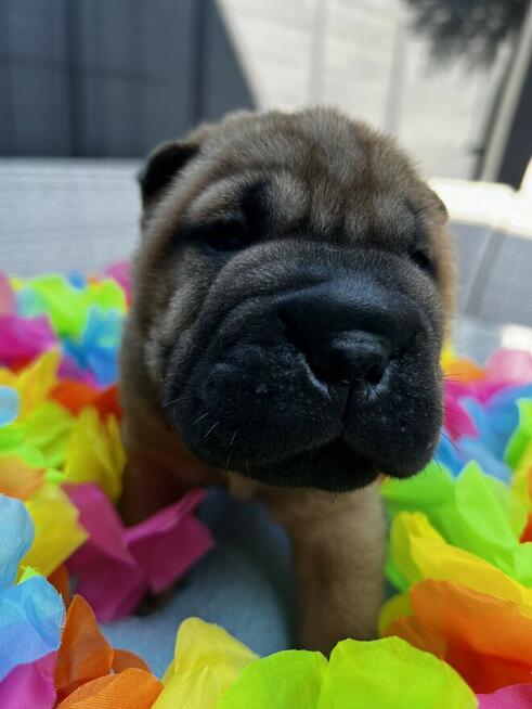 rasowe shar pei FCI hodowla domowa szczenięta