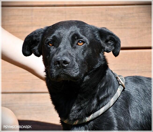 Borys - pies bez wad