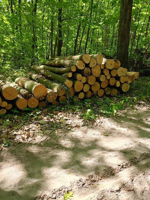 Sprzedam drewno opałowe buk