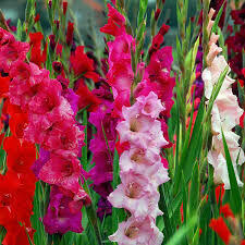 Mieczyki (gladiole)