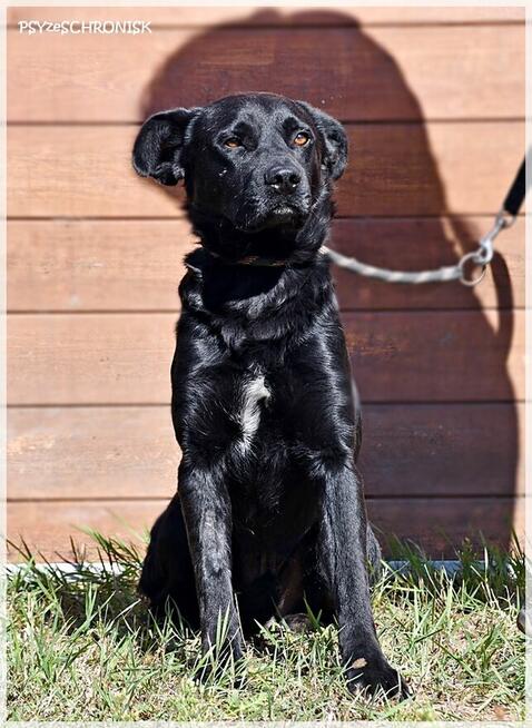 Borys - pies bez wad