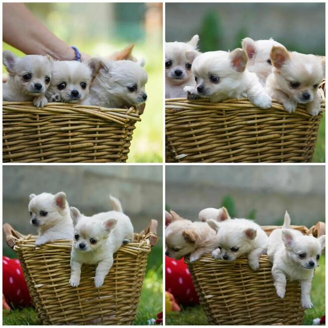 Chihuahua po Ch.PL, okolice W-wy