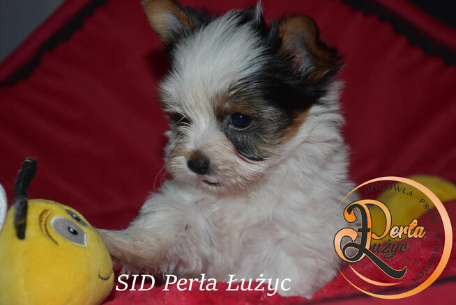 Yorkshire Terrier Biewer piękny piesek