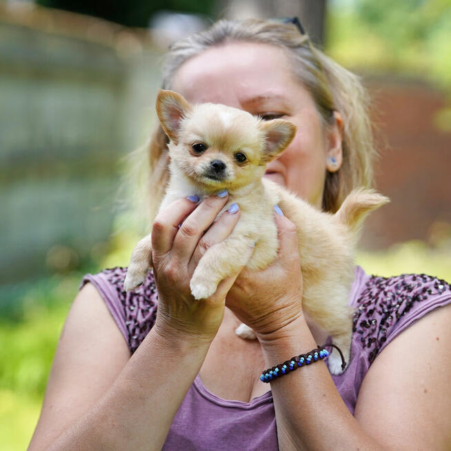 Chihuahua po Ch.PL, okolice W-wy