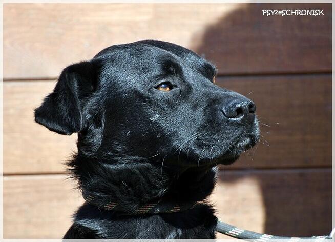 Borys - pies bez wad