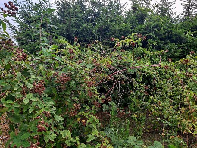 Sprzedam gospodarstwo rolne