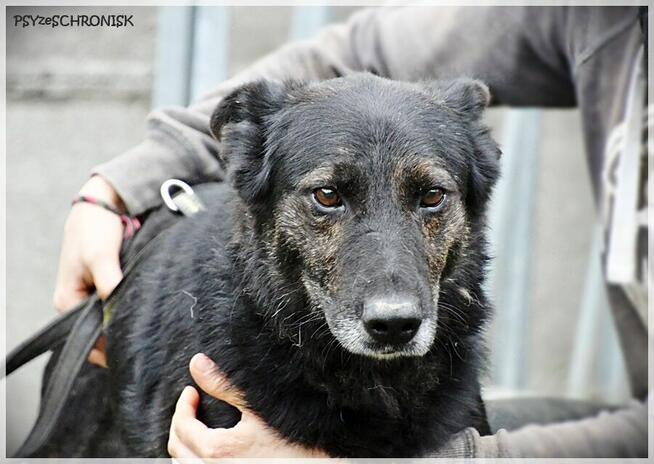 Hades - daj mu nowe życie