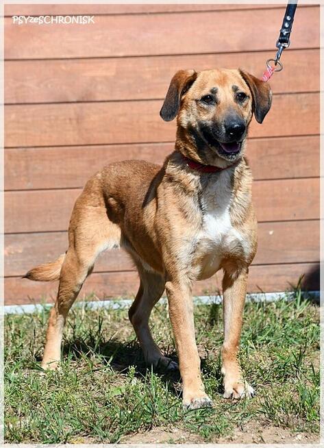 Hasan - optymistyczny kumpel