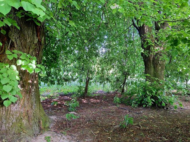 Sprzedam gospodarstwo rolne