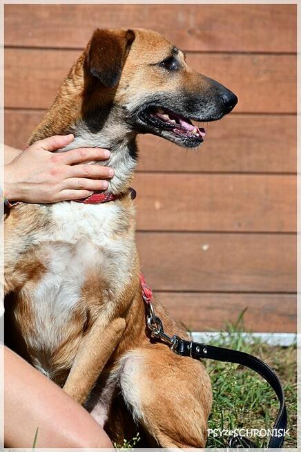 Hasan - optymistyczny kumpel