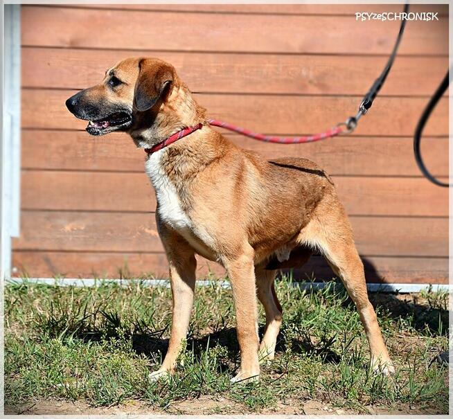 Hasan - optymistyczny kumpel