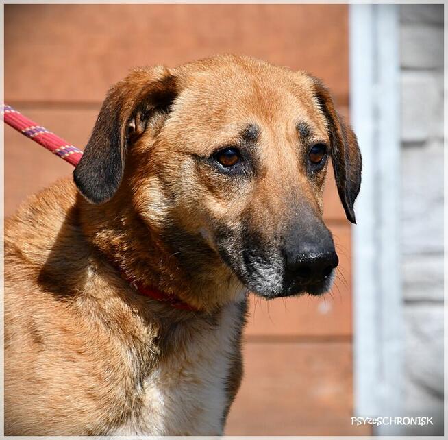 Hasan - optymistyczny kumpel