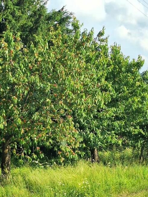 Sprzedam gospodarstwo rolne