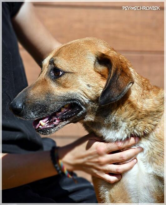 Hasan - optymistyczny kumpel