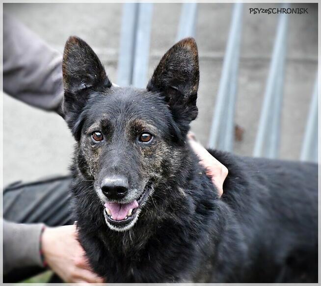 Hades - daj mu nowe życie