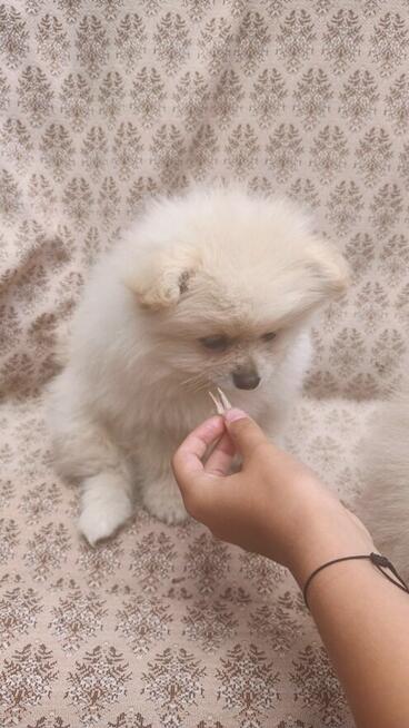 Pomeranki