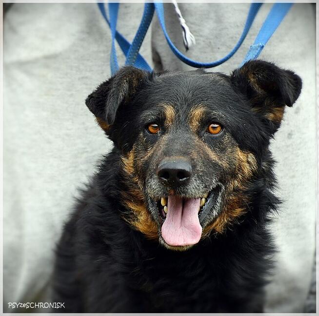 Kumpel - chce zostać twoim kumplem :)