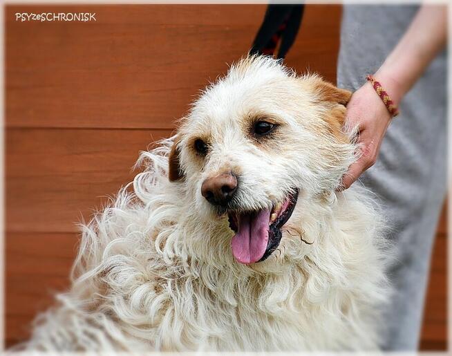 Baca – cudo, nie pies