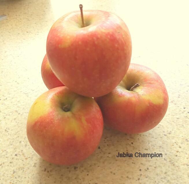 Odzież Robocza Fartuchy Zaopatrzenie firm BŁONIE