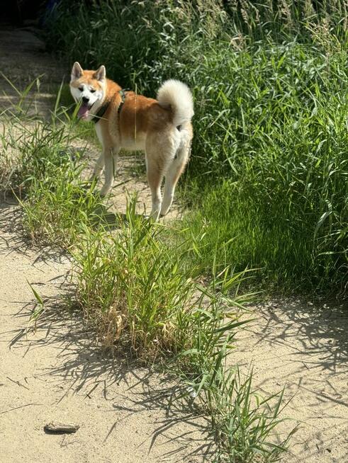 Oddam psa w typie akita inu półtoraroczny