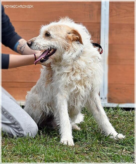 Baca – cudo, nie pies