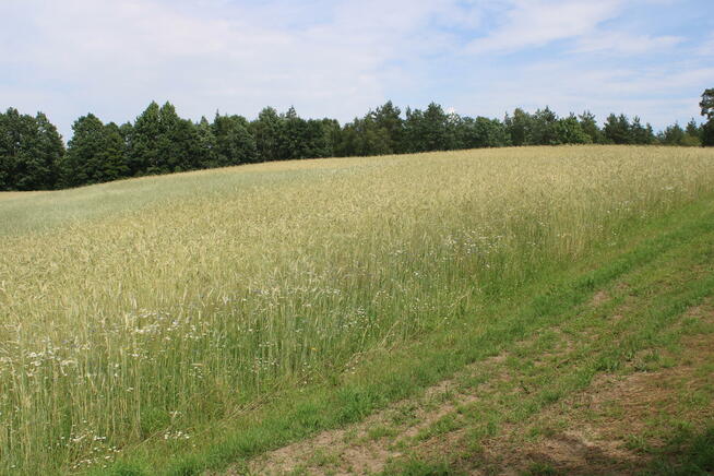 Działka budowlana Borowy Las gm. Sierakowice