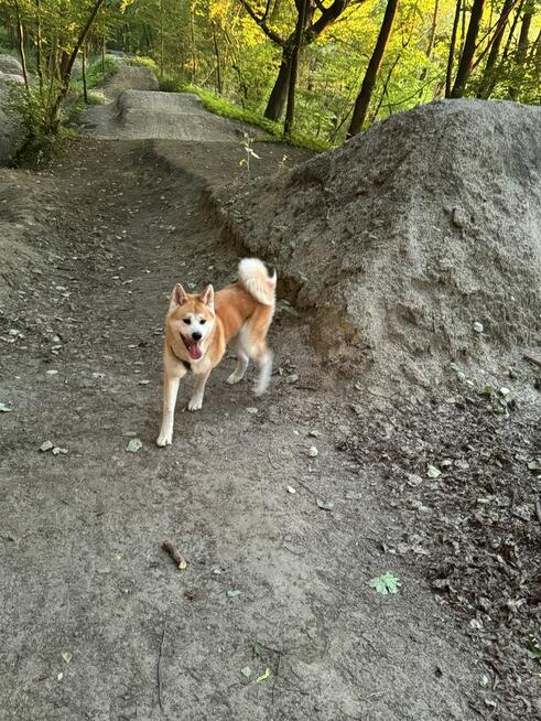 Oddam psa w typie akita inu półtoraroczny