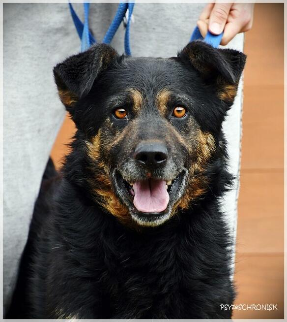 Kumpel - chce zostać twoim kumplem :)