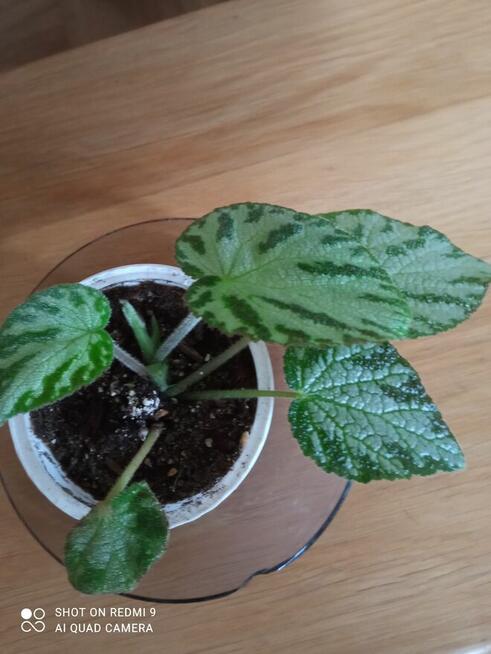 Begonia Silver Jewel-begonia zebra