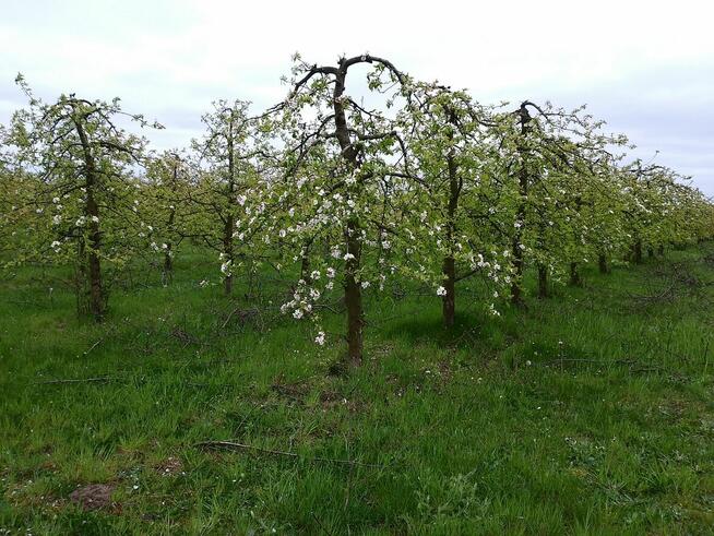 Odzież Robocza Fartuchy Zaopatrzenie firm BŁONIE
