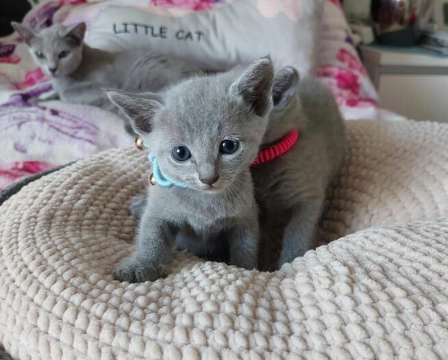 Kocięta rosyjskie niebieskie z rodowodem=Katowice