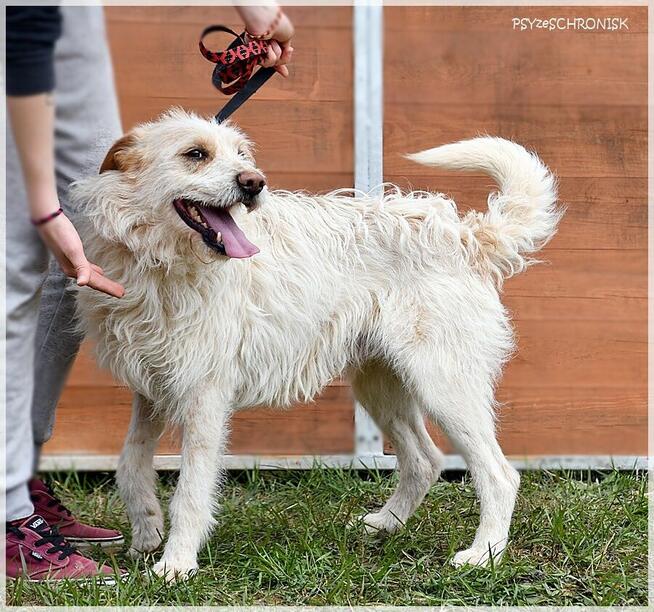 Baca – cudo, nie pies