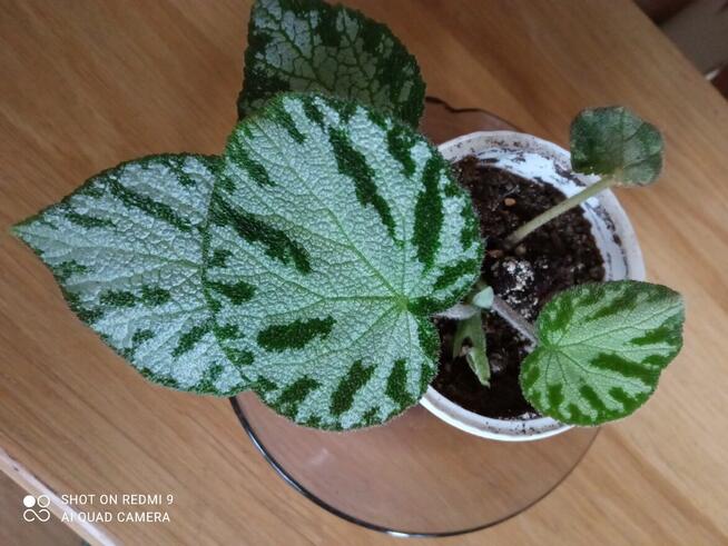 Begonia Silver Jewel-begonia zebra