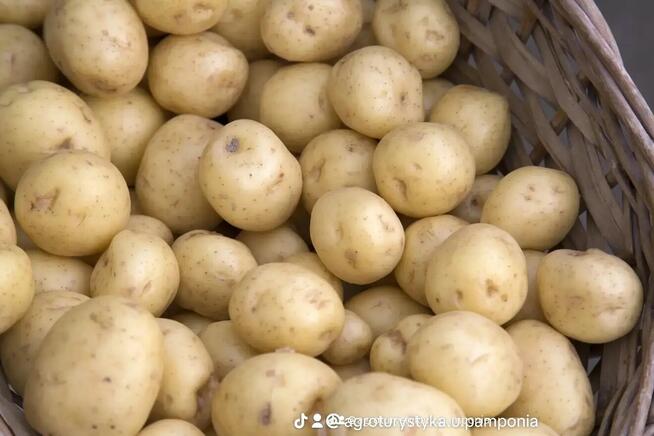 Pomidory malinowe, Ogórki gruntowe i inne warzywa sezonowe W!