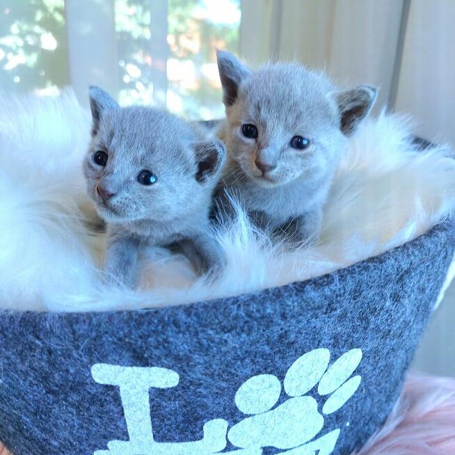 Kocięta rosyjskie niebieskie z rodowodem=Katowice