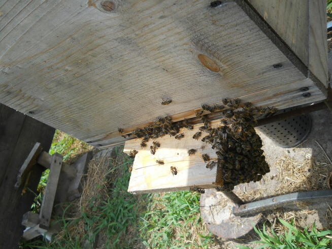 OKAZJA!!! Sprzedam pszczoły w nowych Ulach Dadan