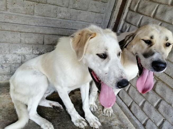 Malina i Jagoda - DWIE MŁODE DUŻE SUCZKI W TYP. Ałabaja