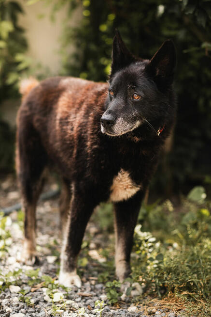 Nero po śmierci Pana czeka na nowy dom